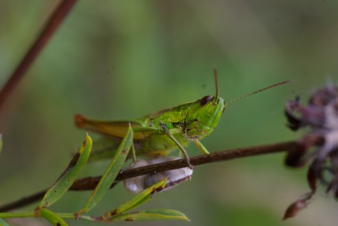 Insekten