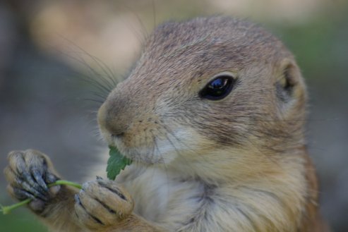 Naturfotografie